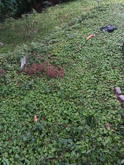 The scene in Stueng Saen, Cambodia, depicts a sloped ground surface covered predominantly by a dense growth of small, rounded green-leafed ground cover, interspersed with taller blades of grass and weeds. The ground rises from the foreground right to the background left. In the upper-left midground, a cluster of reddish-brown, fine-branched dry foliage rests alongside a piece of light-colored, weathered wood. In the upper-right quadrant, a crumpled black plastic bag and an elongated orange plastic item are visible on the vegetation. Two light-colored rocks are partially visible at the far right edge of the frame. The background exhibits denser, darker green foliage, suggesting an encroaching wooded or heavily vegetated area. No individuals or specific activities are depicted.