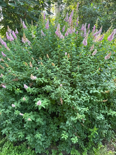 A full-frame, eye-level shot captures a large shrub with many pink and brown flower plumes and lush green foliage. The shrub is situated outdoors, with a blurred background of more green foliage and a hint of tree trunks, suggesting a natural or garden setting within the city of Zalesye, SNT, Russia. The lighting is natural, indicating daytime. There are no people or animals visible in the scene. The focus is entirely on the dense shrubbery and its delicate, feathery blooms.