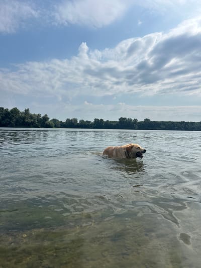 A light-colored dog is standing in shallow, murky water, with its head partially submerged. The dog is facing towards the left of the frame and appears to be panting or drinking. The water is calm, with ripples caused by the dog's movement. In the background, a dense line of trees runs along the horizon, suggesting a wooded shoreline. The sky above is partly cloudy, with dramatic, textured clouds against a light blue sky. The overall scene evokes a sense of a warm, possibly summer day in a natural, lakeside or riverside environment. The image is oriented vertically. The location is identified as Belene, Bulgaria. There is no visible text in the image.