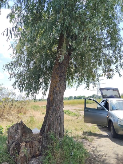 A large tree with dense green foliage stands in a dry, grassy field under a bright, partly cloudy sky, suggesting a warm, sunny day. To the right of the tree, a gray car is parked with its driver's side door and trunk open. The car appears to be a sedan. In the foreground, to the left of the tree, is a weathered tree stump with exposed roots, and a white plastic bag rests on the stump. In the background, a tall transmission tower is visible, along with a line of trees and more open fields. The overall scene evokes a sense of a brief stop in a rural or semi-rural area, possibly for a break or to enjoy the shade of the tree. The location is Bilyaivka, Ukraine.
