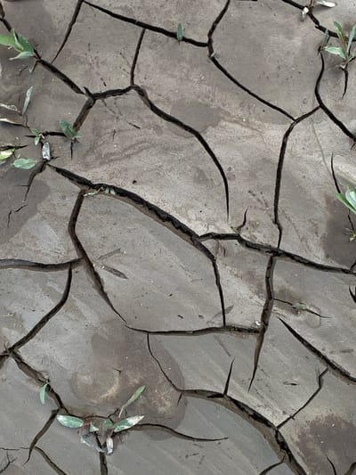 This is a close-up, ground-level, eye-level, vertical, outdoor, natural light, still photograph of cracked, dry, greyish-brown earth with small green plants growing through the fissures. The cracks form a network of irregular polygons across the surface. Some of the plants have several leaves, while others are just sprouting. The scene appears to be an environmental condition reflecting drought. The location is identified as Velykyi Bychkiv, Ukraine. There are no people or animals visible in the image.