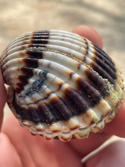 A close-up, eye-level shot shows a person's fingers holding a ribbed seashell. The seashell is predominantly white with alternating bands of dark brown and tan. Small specks of sand and some strands of light green algae are visible adhering to the shell's ridges. The background is a blurred, light-colored surface, possibly sand or a neutral fabric, suggesting an outdoor or beach setting. The lighting appears natural, creating subtle highlights and shadows on the shell's textured surface. The focus is sharp on the seashell, drawing attention to its intricate details, while the surrounding elements are softly out of focus. The image seems to capture a moment of casual observation, perhaps on a beach in Crikvenica, Croatia. No text is visible in the media file.
