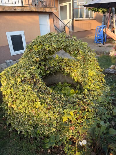 The image depicts an outdoor scene in Dolni Dabnik, Bulgaria. In the foreground, a large, overgrown shrub, possibly ivy, forms a rounded structure with an opening in the center. The shrub has variegated leaves, appearing green with yellow edges. Beneath the shrub, the ground is covered with grass and fallen leaves. To the right of the shrub, there are rose bushes with a few white flowers. In the midground, a concrete path leads towards a house. The house has a peach-colored exterior wall. A white-framed window with frosted glass is visible on the lower part of the wall, and a white door with a screen is located to the right of the window. A black metal railing outlines a staircase leading up to an upper level of the house. In the background, a blue plastic slide and a small orange slide are set up, suggesting a children's play area. A large black umbrella is positioned over the play area. The scene appears to be a backyard or garden area of a residential property. The lighting suggests it is late afternoon or early evening, with sunlight casting long shadows. No people are visible in the image.