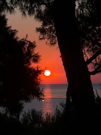 A sunset over the sea is framed by the dark silhouettes of trees in Finale, Italy. The sun, a bright orange orb, is positioned in the upper left quadrant, casting a vibrant reflection on the calm water. The sky transitions from a deep orange at the horizon to a lighter peach hue towards the top of the image. The trees, with their detailed foliage and branches, create a natural frame, with a large tree trunk dominating the right side of the composition. The sea is a deep blue-grey, reflecting the colors of the sunset. In the foreground, smaller bushes and vegetation are also silhouetted against the illuminated sky and water. A single light fixture hangs from a thin wire stretched across the water in the middle ground.
