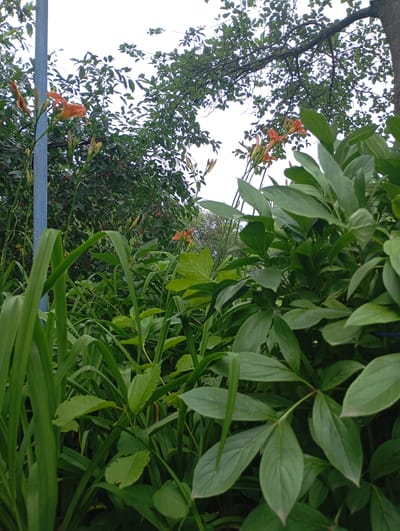 This is a ground-level, medium shot of a lush garden in the city of Krasnoarmeysk, Russia. In the foreground, a tall, thin, blue pole stands to the left, partially obscured by vibrant green foliage. Several bright orange tiger lilies are in bloom, some with unopened buds, clustered around the pole and scattered throughout the garden. Behind the lilies, dense green leaves and branches of trees form a canopy overhead, with glimpses of a bright sky visible through the leaves. The overall impression is one of a verdant, natural setting within an urban environment.