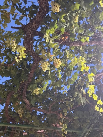 The image shows a close-up, upward view of a grape vine with bunches of light green grapes hanging from it, set against a clear blue sky. The vine has thick, gnarled, woody branches and is covered in broad, green leaves, some of which appear slightly dry or discolored. The grapes are clustered together in various sizes, some appearing ripe and full. The scene is outdoors, likely in a garden or vineyard setting. Based on the visual cues of a well-established vine and the clear, bright sky, this image could plausibly be located in a rural or semi-rural area like Aljarilla, Spain, known for its agricultural landscapes. There are no people or specific human actions depicted in the frame. The focus is solely on the natural elements of the grape vine and its fruit.