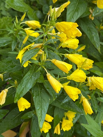 The image shows a close-up of a cluster of bright yellow flowers with green leaves. The flowers are cup-shaped and have delicate petals, many of which are adorned with water droplets, suggesting recent rain. The leaves are elongated and a deep green, some of them also glistening with moisture. The background is a blur of more greenery, indicating a dense planting or natural foliage. There are no people or animals visible in the image. The scene appears to be a natural or garden setting, consistent with the flora found in areas like Kokalyane, Bulgaria, known for its natural landscapes and vegetation.