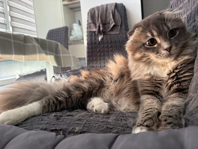 A fluffy, gray and white cat with large brown eyes is resting on a gray upholstered surface, possibly a couch or chair. The cat is positioned on the right side of the frame, looking towards the viewer. Its tail, long and bushy with white fur at the tip, extends to the left across the surface. In the background, a dining table with a checkered tablecloth is visible, along with chairs and shelves containing household items. The lighting suggests an indoor setting, likely a home, within the city of Vovchynets, Ukraine.