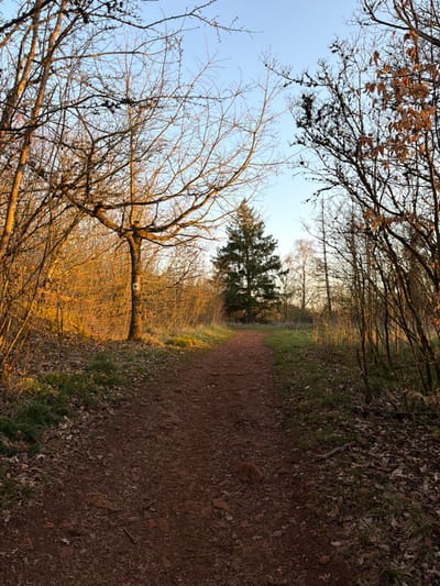 This image displays a natural, unpaved reddish-brown dirt path traversing a wooded area within Schifflange, Luxembourg, illuminated by low-angle golden sunlight under a clear, pale blue sky. The path originates in the foreground and extends into the middle distance, gently curving leftward. On the left side, bare deciduous trees and undergrowth are brightly illuminated, with one prominent tree exhibiting a circular white marker with a black center on its trunk, approximately 1.5 meters above ground level. The right side of the path features denser, predominantly shadowed vegetation, including bare trees and some retaining dried brown leaves. In the mid-ground, a tall, dark green coniferous tree stands centrally, flanked by additional deciduous trees. The ground surface consists of exposed soil, fallen brown leaves, and patches of sparse green grass. No individuals or active subjects are present.