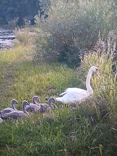 The image depicts a serene natural scene, likely a park or a riverbank, with a focus on a family of swans. A large white adult swan is positioned on the right side of the frame, partially obscured by tall green grass. Its head is turned slightly, revealing its orange beak. To the left of the adult swan, several cygnets are gathered, appearing as a cluster of grayish-brown figures nestled amongst the grass. They are positioned in a line, with their heads tilted at various angles, some looking towards the left and others towards the center. The background features a body of water on the left, reflecting the sunlight, and dense foliage, suggesting a riparian environment. The overall impression is one of peaceful coexistence within a natural setting. The specific location in Siheung-si, South Korea, is not discernible from the visual information presented in the image.