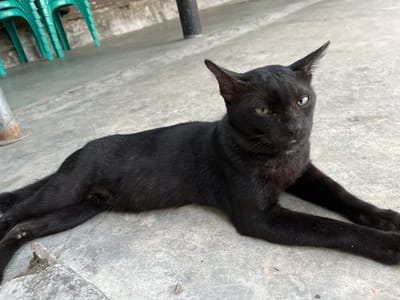 A black cat with green eyes is lying on a concrete floor in Tambakreja, Indonesia. The cat is positioned lengthwise, with its front legs extended forward and its hindquarters tucked underneath. A few teal chairs are visible in the background, along with a concrete wall and a metal post. The floor has visible cracks and some small debris. The cat appears alert, with one ear slightly cocked.