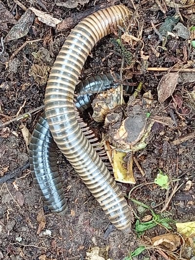 The image shows several millipedes on the ground, surrounded by soil, dry leaves, and twigs. One large millipede, light brown with dark bands, is coiled in the center. Another, darker millipede, is visible underneath and to the left of the lighter one. In the upper right quadrant, a portion of what appears to be decaying plant matter is present. The lighting suggests an outdoor, possibly shaded, environment. The image does not contain any identifiable landmarks or indicators of its specific location within Carmen, Philippines.