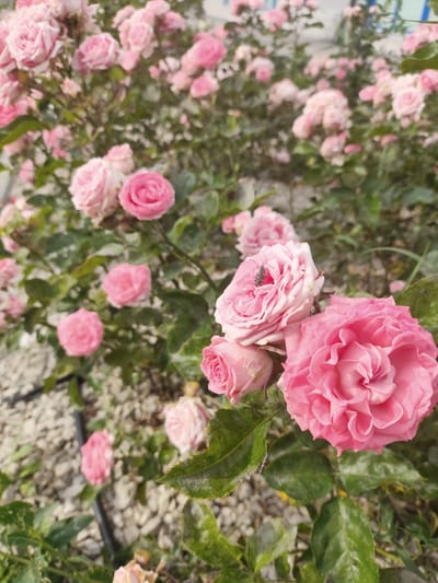 A close-up, eye-level, outdoor shot showcases a cluster of pink roses in a garden. The roses are varied in their bloom stage, with some fully open and others still in bud. Their petals are a soft pink, some with deeper hues towards the center. Green leaves, some glistening with moisture, surround the blossoms, and a small black insect is visible on one of the rose petals. The background is a blur of more pink roses and foliage, with a hint of a light-colored surface, possibly gravel or a path, at the bottom left. The lighting suggests it is daytime. The location is identified as a garden in Simferopol, Ukraine.