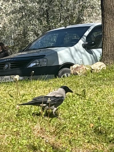 A crow stands in grassy vegetation near a light-colored van, possibly a Renault, with a license plate reading "20BH 82." The van is parked near a tree, and flowering trees are visible in the background. The location is likely Simferopol, Ukraine.