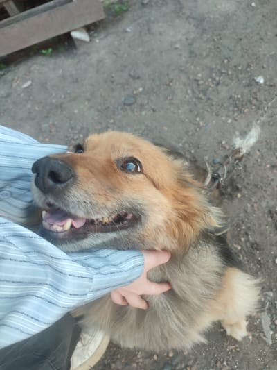 A medium shot captures a dog, possibly a mix breed, looking towards the camera with its mouth open, showing its teeth and pink tongue. The dog has tan fur around its face and neck, with darker fur on its body. A person's arm, wearing a blue and white striped long-sleeved shirt, is visible on the left side of the frame, holding the dog's head. The background consists of dirt and gravel, with some scattered pebbles and a hint of greenery. In the upper left corner, a wooden structure is partially visible. A metal chain is attached to the dog's collar and extends out of frame to the right. The overall scene appears to be outdoors, with a casual, possibly rural setting. The lighting suggests it could be daytime, but the specific time of day or weather conditions are not clear. The dog's expression could be interpreted as playful or excited. There is no visible text in the image.