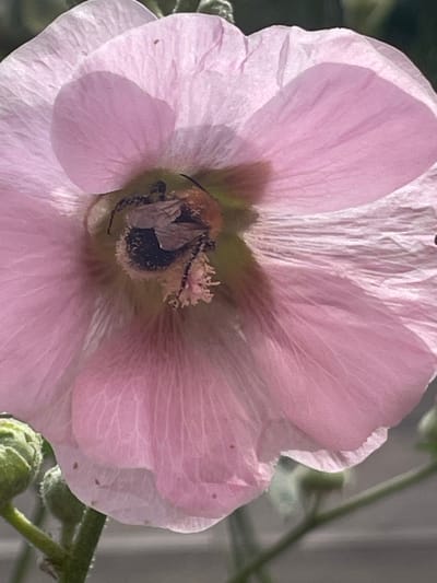 A close-up, low-angle, vertical shot captures a pink hollyhock flower in bloom, with a bumblebee actively collecting pollen from its center. The bee is predominantly black with yellow stripes, its body covered in yellow pollen. The flower petals are a soft pink with visible veins and delicate folds. In the lower left quadrant, several green hollyhock buds are visible, along with a portion of the stem. The background consists of blurred greenery and a neutral gray, suggesting an outdoor environment, likely a garden in Angelovo, Russia.