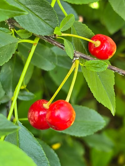 The image shows a close-up of three ripe cherries on a branch with green leaves. The cherries are bright red and appear plump. One cherry is positioned higher up on the branch to the right, while the other two are clustered together lower down to the left. The leaves are a vibrant green and slightly out of focus, suggesting a shallow depth of field. The branch itself is brown and textured. The background is a soft blur of green, indicative of a garden or natural setting. There are no people or animals present in the image. The image appears to be taken outdoors in natural light. The location is specified as Ермолаево, Russia.