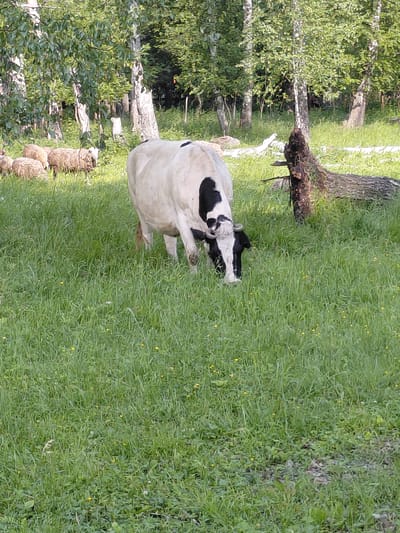 A black and white cow is grazing in a grassy field with scattered yellow wildflowers. In the background, a flock of sheep can be seen near a forest of birch trees. A fallen, weathered tree trunk lies on the right side of the frame. The scene appears to be a rural landscape in the vicinity of Novosyolovo, Russia.