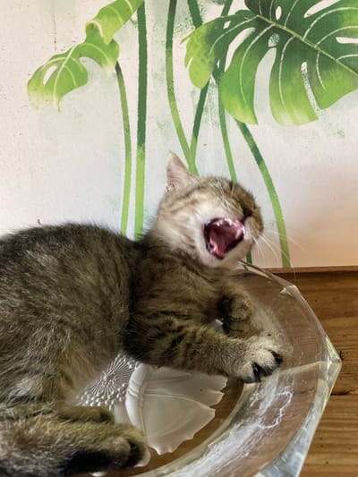 A tabby kitten yawns widely, its mouth open to reveal its pink tongue and tiny teeth. The kitten is lying on its back, its paws extended. One paw is hooked around the edge of a clear plastic container. The container appears to be a round bowl or dish with a decorative pattern on the bottom. The kitten's fur is a mix of brown and black stripes, and it has large, expressive eyes.

The background is a light-colored fabric with a pattern of large green monstera leaves and thin green stripes. The lighting is bright, suggesting it is daytime. The kitten's expression appears playful or sleepy. The image is a close-up shot, focusing on the kitten and its immediate surroundings. There is no visible text in the image. The setting appears to be indoors, possibly a home, given the fabric pattern and the presence of a plastic container.