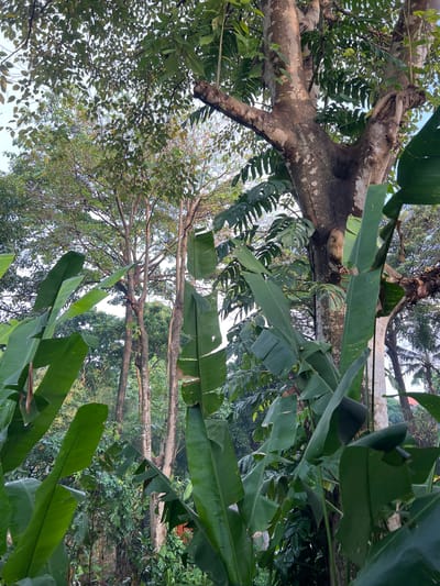 The image captures a view of dense vegetation, likely within the city of Kerobokan, Indonesia, as indicated by the location. Several prominent trees and large-leafed plants dominate the scene. A large tree trunk with light-colored bark stretches diagonally across the upper-left portion of the image. The tree's branches extend upward, interspersed with foliage. Large, bright green banana leaves, with their characteristic long and broad shape, occupy much of the foreground. Some of the leaves are slightly tattered or damaged. Behind these leaves, a collection of other trees and plants can be seen, filling the remaining space. The sky is barely visible in small patches between the trees. No people, subjects, specific objects other than plants, actions, or interactions are visible in the image. The environment is characterized by dense, tropical vegetation.
