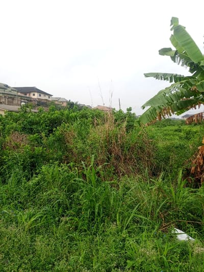 An overgrown field teems with tall green grasses and dense vegetation, blurring the boundary between nature and civilization. In the background, a row of houses perches on a rise, hinting at a nearby residential area. A banana tree with its broad leaves stands out on the right, while a discarded white plastic bag lies amid the greenery in the foreground. Overcast sky.