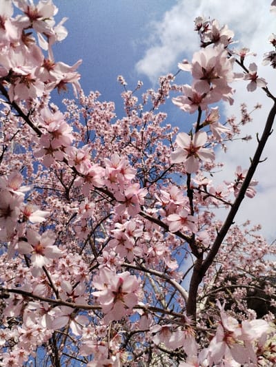 The image displays a dense cluster of light pink blossoms covering the branches of a tree, viewed from a low-angle perspective looking upwards. The five-petaled flowers feature slightly darker pink centers and visible yellow stamens, indicating a spring bloom. Behind the foreground and midground branches, a clear blue sky with scattered white clouds is visible. The sunlight illuminates the blossoms and branches, casting some subtle shadows. No individuals, animals, structures, or artificial objects are present. The scene is located in Limbur, Uzbekistan.