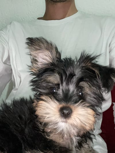 This media file shows a close-up of a small, fluffy dog, likely a Miniature Schnauzer, lying on a white surface, possibly a bed or sofa. The dog has black and gray fur with a lighter, tan-colored beard and eyebrows. Its eyes are dark and round, and it appears to be looking directly at the camera. The background is mostly out of focus, but suggests an indoor setting with white and possibly light green bedding. A person's arm and shoulder, wearing a white t-shirt, are visible on the left side of the frame, indicating the dog is with a person. The overall mood is relaxed and intimate, suggesting a moment of quiet companionship. The lighting is soft, and it is difficult to determine the time of day. There is no visible text in the image. The location context is Chavdar, Bulgaria.