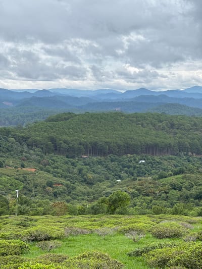 The image shows a landscape in Trường Thọ, Vietnam. The foreground consists of terraced tea plantations. Behind the tea plantations is a steep, forested hillside, interspersed with open patches of reddish soil and some small structures. In the background are several mountain ridges fading into the distance, covered with forest. The sky is overcast with heavy, gray clouds. A row of densely packed trees is planted on the hill.
