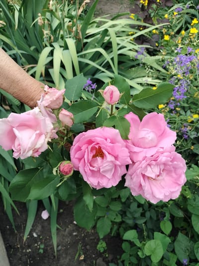 In Stanychne, Ukraine, a hand with textured skin gently holds a cluster of blooming pink roses. The roses, varying in openness, display delicate petals and green leaves. Behind them, a dense arrangement of tall, green foliage, some with dried tips, forms a natural backdrop. In the mid-ground and background, smaller purple and yellow flowers add pops of color to the garden scene. The ground below appears to be dark soil with scattered green shoots.