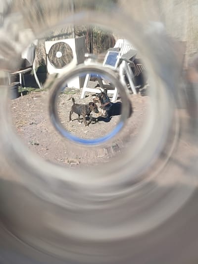 The image, viewed through a circular distortion that resembles a bottle opening, depicts an outdoor scene. In the center, two dogs are interacting. One dog, appearing to be a puppy with a brindle coat, stands on its hind legs, facing a larger, black and tan dog that is lying down. The background is blurred and appears to be a yard or outdoor area with various objects including an air conditioning unit, a white chair or structure, and some dry vegetation. The ground is covered in gravel and dirt. The overall impression is of a casual, possibly rural or semi-rural setting. The prompt's request to locate this scene in Santa Lucía de Tirajana, Spain, cannot be fulfilled as there are no visual cues in the image to support this specific location.