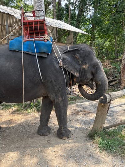 In Tambon Song Phraek, Thailand, an elephant stands on a gravel path, with a metal and blue cloth saddle strapped to its back. The elephant's trunk is curved around a wooden post. The surrounding environment includes trees, greenery, and parts of a structure with a corrugated roof.