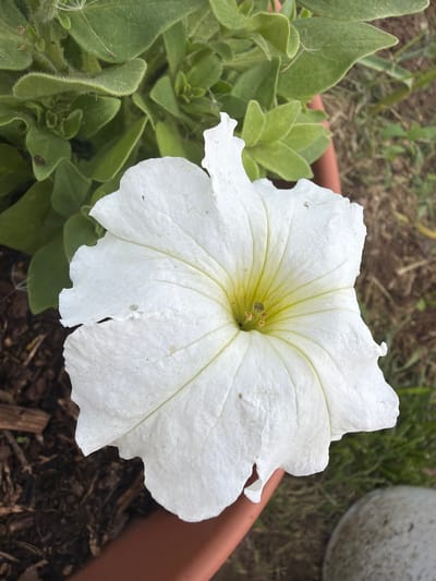 A close-up, high-angle shot presents a single white petunia flower in full bloom, set in an outdoor garden or patio environment in Chumnaya, Russia. The flower, centrally positioned, features large, pristine white petals that transition to a distinct yellowish-green hue at its deep throat, where the delicate stamens and pistil are clearly visible. Fine veins are subtly etched across the petals, radiating from the center. The petals exhibit a slight texture and minor natural imperfections, including small tears along the edges and faint speckles on their surface.
Surrounding the base of the flower are numerous vibrant green leaves, varying in size, with some appearing young and showcasing a delicate, fuzzy texture. The plant is contained within a reddish-brown pot, with only a portion of its rim visible along the right side of the frame. The soil or mulch within the pot is dark brown and textured.
The background is softly blurred, providing contextual hints of an outdoor setting, including sparse dry grass, earthy tones, and a partially visible, large, rounded, greyish object—possibly another garden pot or ornament—in the upper right. The lighting is bright and even, characteristic of daytime, suggesting calm and clear weather conditions. There are no people or discernible text visible in the image. The scene captures the simple beauty of a blossoming flower in a cultivated setting.