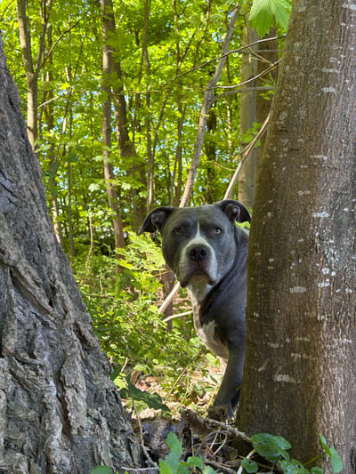 A gray pit bull-type dog is lying on a thick tree branch, peering down at the viewer. The dog has a white patch on its chest. The image is taken from below, looking up at the dog. The background consists of green leaves and branches, with a hint of blue sky visible through the foliage. The tree branch and the surrounding foliage are consistent with an outdoor environment in Schifflange, Luxembourg. The light is bright, suggesting a daytime shot.