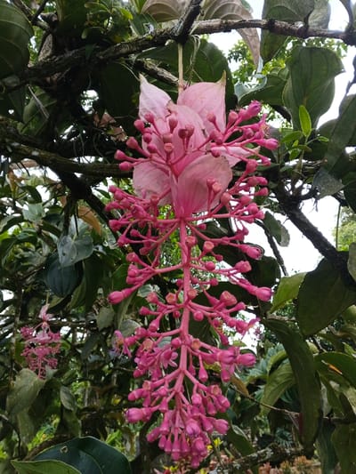 The image displays a close-up, vertical view of a prominent, pendulous inflorescence of a plant, located outdoors in Trairão, Brazil. The central subject is a cascade of vibrant pink floral structures. At the top, four pale pink, petal-like bracts, approximately 5-7 cm in length, are partially unfurled, exhibiting slight discoloration along their edges. Beneath these bracts, a dense cluster of numerous unbloomed, deep pink, ovoid-to-bell-shaped flower buds extends downward, arranged along branching, bright pink pedicels and a central rachis. The inflorescence is suspended from a dark, gnarled tree branch, partially covered in lighter green moss or lichen. The background consists of dense green foliage, featuring various sizes and shapes of leaves, indicating a lush, natural environment. Sections of a bright, possibly overcast, sky are visible through gaps in the upper foliage. No individuals, animals, or man-made structures are present in the scene.