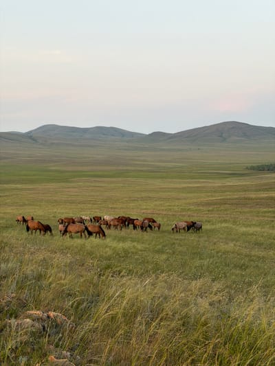 A herd of approximately 20 horses grazes in a vast, grassy steppe under a pale, overcast sky. The horses are a mix of brown, bay, and lighter colored coats, and are scattered across the midground and background of the image. In the foreground, tall, dry grass with some visible seed heads dominates the scene, with a few scattered rocks and small wildflowers. In the distance, rolling hills create a layered landscape leading to the horizon. The scene is natural and serene, suggesting an open, rural environment. The location is identified as Kuseevo, Russia.