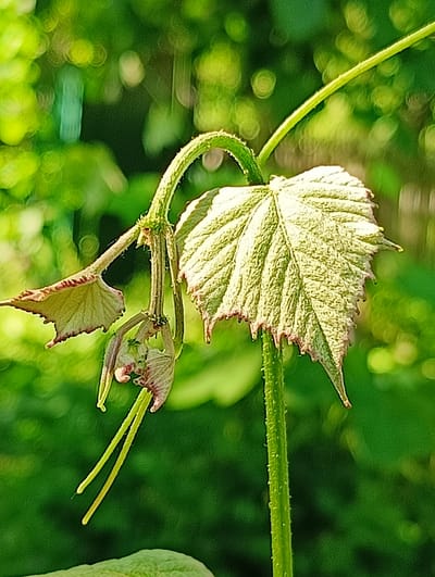 A close-up, vertical, eye-level shot captures a light green vine with developing leaves and tendrils against a soft-focus background of greenery. The vine stem, covered in tiny white hairs, is a prominent vertical element. To the right, a mature leaf is partially visible, its surface textured and its edges serrated with hints of reddish-brown. To the left, a young, delicate leaf unfurls downwards, displaying a similar reddish-brown edging. Two thin, bright yellow tendrils extend downwards from a cluster of small, purplish buds, one tendril curving slightly to the left and the other to the right. The bokeh effect in the background creates a blurred mosaic of light and shadow, suggesting dappled sunlight filtering through foliage. The image appears to be taken outdoors in a natural, possibly garden, setting. There is no information to suggest the location is in the city of Biliaivka, Ukraine.