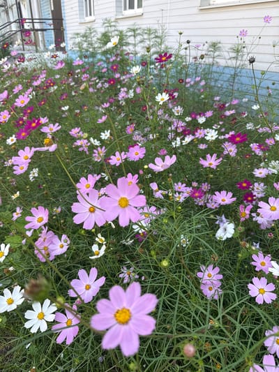 A dense patch of cosmos flowers, in shades of pink, white, and magenta, grows in front of a light-colored building with blue trim. The flowers are in various stages of bloom, with some buds and dried seed heads visible. The background suggests an urban environment, with a building and possibly a street. The image appears to be taken from a slightly elevated perspective, looking down into the flower bed. The lighting is soft, indicating it may be early morning or late afternoon.