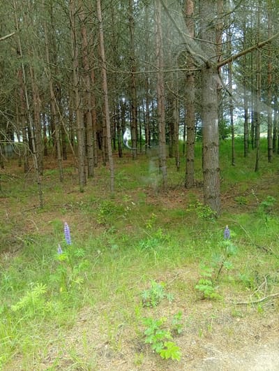 This is a full-frame, eye-level, natural light photograph of a pine forest in Kalniškiai, Lithuania. The image depicts a dense stand of pine trees with tall, slender trunks and a carpet of green grass and pine needles on the forest floor. Two purple lupine flowers are visible in the foreground, adding a splash of color to the scene. The lighting suggests it is daytime, with sunlight filtering through the trees, creating a dappled effect on the ground. The overall atmosphere is serene and natural, characteristic of a woodland environment.