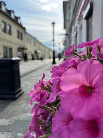The image shows a street scene in the city of Putyatino (Semivragovskaya S/A), Russia. In the foreground, a cluster of vibrant pink petunias dominates the right side of the frame, with some flowers sharply in focus and others softly blurred. Behind the flowers, a cobblestone walkway stretches into the distance, lined with buildings on either side. A dark, ornate trash receptacle is visible to the left, partially obscuring the walkway. The buildings are of a light yellow hue, with dark-tiled roofs and multiple windows. In the background, indistinct figures of people can be seen walking along the street, and a lamppost stands in the middle distance. The sky above is partly cloudy, with the sun shining through, casting shadows on the walkway. The overall impression is one of a sunny day in a European-style city.