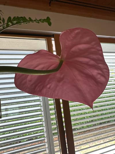 A close-up shot focuses on the back of a pink anthurium flower with a green stem, positioned in front of a window with horizontal blinds. The blinds are partially open, allowing glimpses of green foliage and some scattered leaves outside. The flower is large and heart-shaped, with visible veins and a slightly crinkled texture. The background suggests an indoor setting with wooden beams at the top of the frame. The lighting creates a soft glow on the flower, highlighting its delicate structure. There is no discernible location in the city of Trieste, Italy.