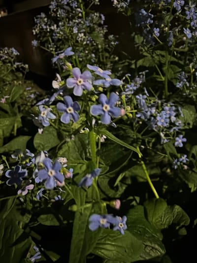 The image shows a close-up of a cluster of blue flowers interspersed with green foliage. The location is Большая Шильна, Russia. The scene is dimly lit, possibly at night. The flowers are small and delicate, with five petals each. The leaves are broad and green, providing a backdrop for the blossoms.