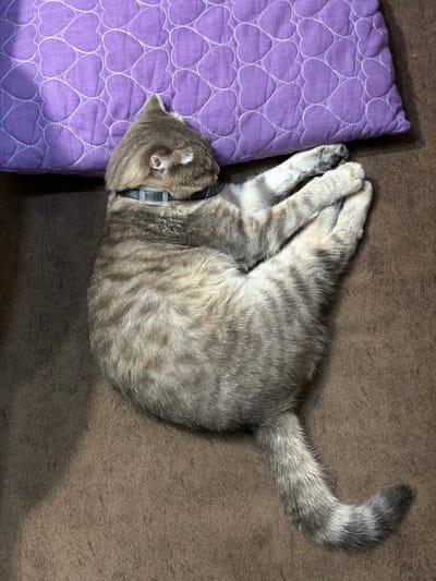 A silver tabby cat with a black collar is curled up asleep on a brown upholstered surface next to a purple heart-patterned cushion. The location is Novxanı, Azerbaijan.