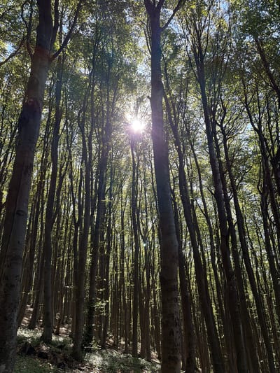 The image shows a dense forest with tall, slender trees. Sunlight streams through the canopy, creating a dappled effect on the forest floor. The trees are predominantly beech, with smooth, gray bark. The ground is covered with leaves and undergrowth, suggesting a natural, uncultivated environment. The overall impression is one of a serene and tranquil forest setting, possibly located in the mountainous regions near Shipka, Bulgaria, known for their extensive woodlands.