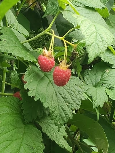 Two ripe raspberries are visible, hanging from a stem amidst a cluster of green leaves. The raspberries are a vibrant red and have a bumpy texture. The leaves are varied in size and shape, with some showing signs of damage or decay. The overall scene appears to be an outdoor setting, possibly a garden or natural growth area. There is no indication of the specific location within Венюково, Russia.