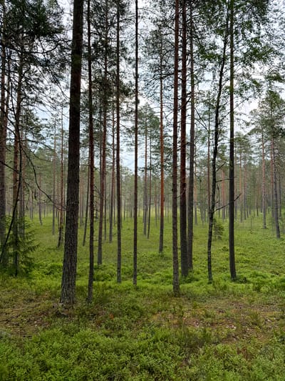 The image depicts a dense pine forest in Orekhovo, Russia. The scene is oriented vertically, giving the impression of looking upwards into the canopy or down a deep forest path. Tall, slender pine trees with textured bark dominate the frame, receding into the distance. They are arranged in a seemingly orderly fashion, creating a strong sense of perspective.
The forest floor is covered in a vibrant, lush green carpet of low-lying vegetation, possibly moss or small bushes. This green expanse contrasts with the earthy tones of the tree trunks. In the upper portion of the image, the sky is visible through the branches, appearing overcast and hazy, suggesting a mild or cloudy day. The light is diffused, creating a soft, natural ambiance within the forest.
The overall mood is serene and tranquil, characteristic of a peaceful woodland setting. There are no people or animals visible, emphasizing the untouched nature of the environment. The time of day appears to be daytime, given the ambient light, but the overcast sky prevents strong shadows. The scene evokes a feeling of being deep within nature, surrounded by the quiet stillness of the forest. There is no visible text in the image.