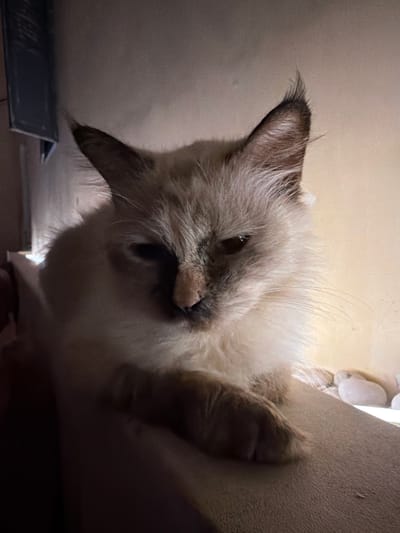 A light-furred cat with Siamese markings is angled towards the viewer, resting against a beige textured surface. The cat's head is tilted, with one ear prominently visible. A grey object is partially visible at the bottom left of the frame. The setting appears to be indoors. Maafushi, Maldives is not discernible.