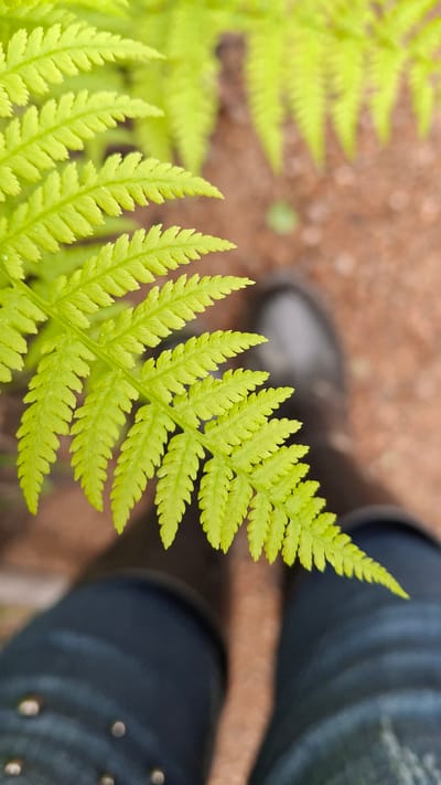 A close-up, high-angle shot focuses on a bright green fern frond in Raikuzi, Russia. The fern occupies the left foreground, with its textured leaves sharply defined. In the blurry background, there are two legs wearing dark blue or black pants, suggesting a person is standing nearby. The shoes appear to be dark gray or black and indistinct. The ground is visible in patches, with a mix of brown hues. The light appears natural and diffused.