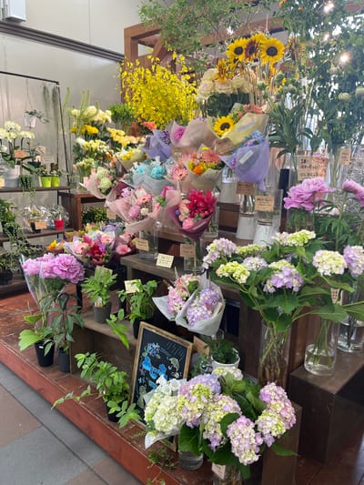 This image captures a vibrant display within a flower shop, identified as a "Hallo Gallo" establishment, likely located in Shinjuku, Japan, possibly within a train station or commercial building given its retail setup. The scene is devoid of people.

The shop features an extensive array of fresh cut flowers and potted plants arranged across various wooden display structures. A long, low wooden platform occupies the foreground, supporting numerous potted plants and larger flower arrangements. Behind this, multi-tiered wooden shelves hold additional potted plants and wrapped bouquets. Tall, clear cylindrical glass vases of varying sizes are prominently used throughout the display to hold cut flowers. A black metal frame on the left suspends air plants and supports potted orchids.

**Flora:**
-   **Cut Flowers:** Numerous bouquets are individually wrapped in colored papers (purple, pink, light blue, yellow, orange, brown, white) and tied with ribbons. Dominant species include bright yellow sunflowers, pink and white peonies, variegated hydrangeas (featuring pastel shades of purple, pink, light green, and white), yellow and white roses, and various colored gerbera daisies. Tall yellow flowering branches are visible in the upper left, and various green foliage complements the arrangements.
-   **Potted Plants:** White-potted yellow Phalaenopsis orchids are displayed on an elevated shelf. Small potted plants, including ferns, succulents (like "string of pearls"), and other leafy green plants, are arranged in black plastic pots and some decorative green or white ceramic pots on the shelves and foreground platform.

**Signage and Pricing:**
-   Small white and brown labels with Japanese text and prices are affixed to many bouquets and potted plants. Several labels clearly display "Hallo Gallo." Visible prices include "2500 yen + tax," "3000 yen," and "400 yen," indicating retail sale.
-   A small chalkboard sign on the lower right features colorful chalk drawings and Japanese text, possibly advertising a special or seasonal offering.

**Environment:**
-   The background consists of a plain white wall and ceiling, suggesting an indoor commercial space.
-   The floor transitions from a dark brown wooden surface beneath the main display to a grey and red-brown tiled floor in the immediate foreground.
-   Overhead artificial lighting is present, creating reflections on some glass vases and plastic wraps.
-   The overall presentation is orderly and abundant, emphasizing fresh, diverse floral offerings.