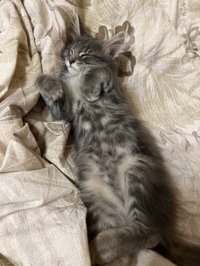A fluffy, grey kitten is sleeping soundly on its back on a beige, patterned fabric. The kitten's eyes are closed, and its paws are resting on its chest. The fabric appears to be a blanket or duvet cover. The image is a close-up shot, focusing on the kitten and its immediate surroundings. The scene is domestic and peaceful. The location is not specified in the image.