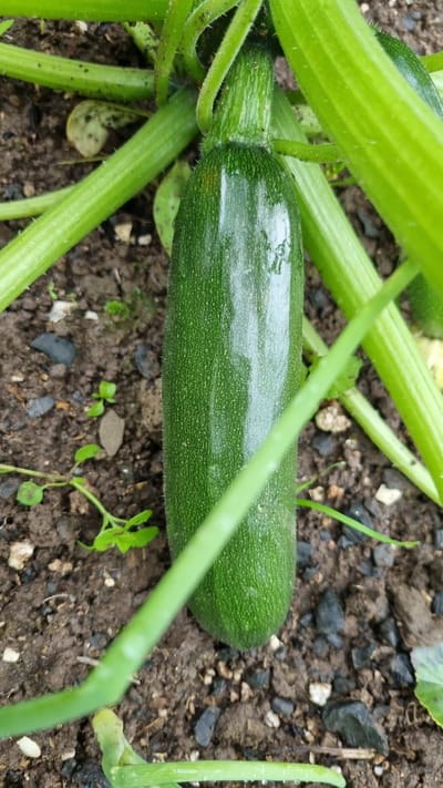 The image shows a close-up, top-down view of a young zucchini growing on a vine in dark soil. The zucchini is green, elongated, and slightly curved, with faint vertical lines and tiny hairs visible on its surface. Several thick, green stems and leaves of the zucchini plant surround the fruit, some of which appear to be wet. The ground is composed of dark soil with scattered small stones and a few tiny green sprouts. The overall scene suggests a garden environment in Солнечная Поляна-3 Снт, Russia, likely during the growing season. There are no people or animals present in the image.